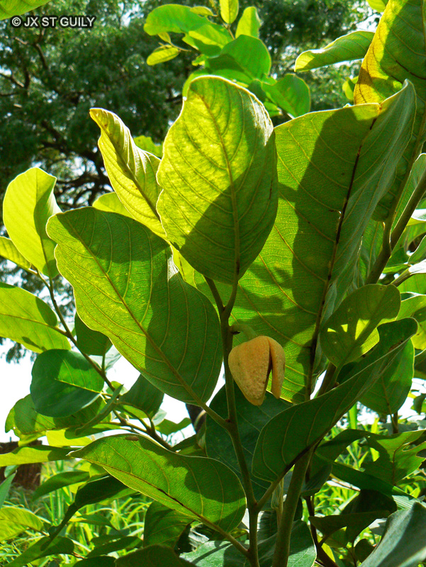  - Annona senegalensis - 