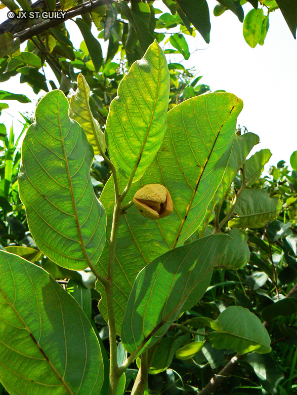  - Annona senegalensis - 