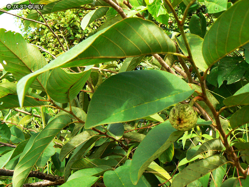  - Annona senegalensis - 