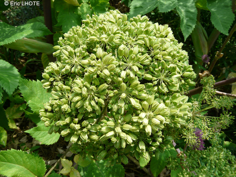  - Angelica archangelica - 
