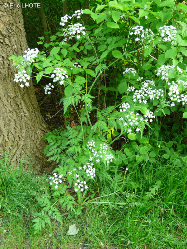  - Anthriscus sylvestris - 