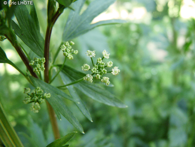  - Apium graveolens - 