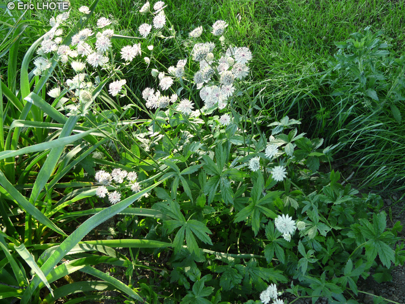 - Astrantia major - 