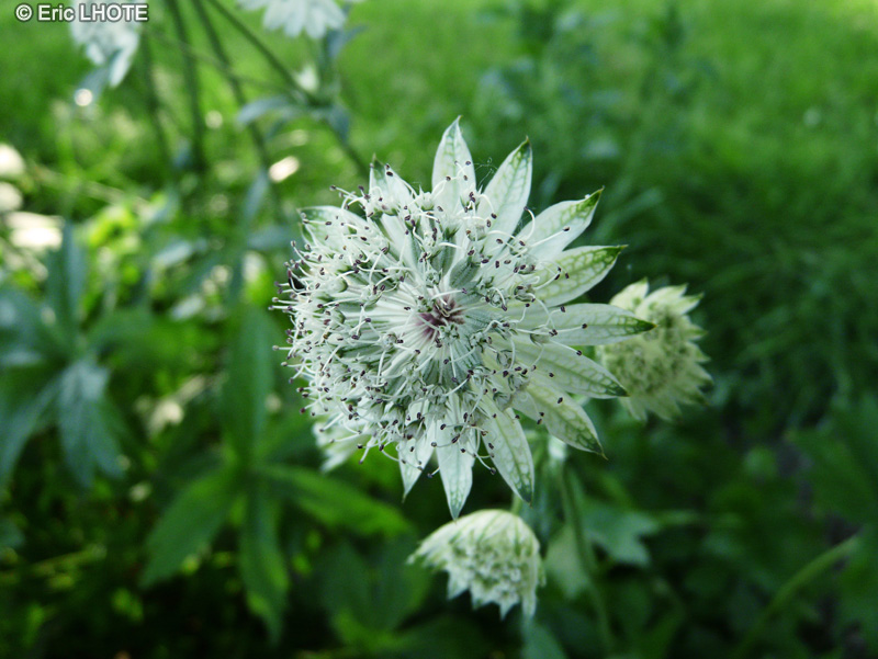  - Astrantia major - 
