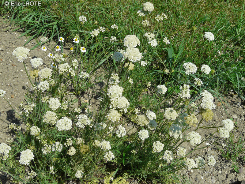 Apiaceae - Bunium bulbocastanum - Noix de terre, Ch&acirc;taigne de terre
