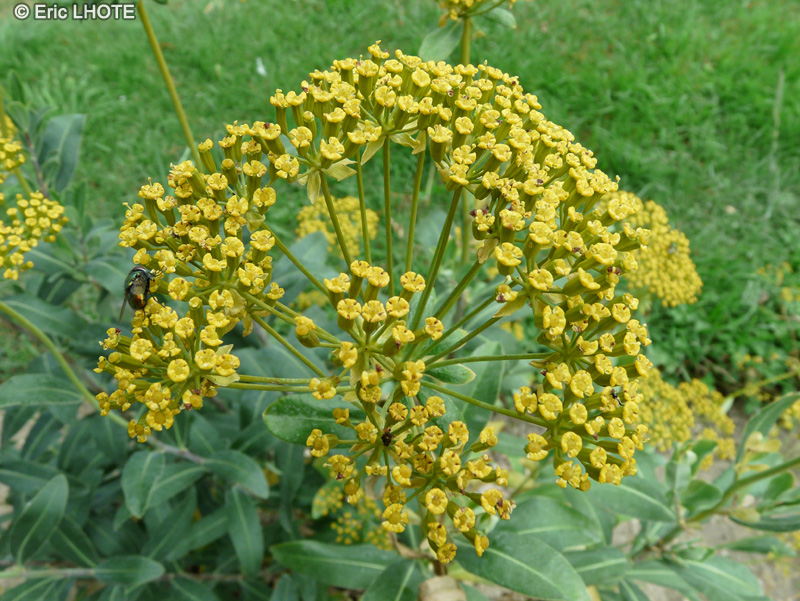 Apiaceae - Bupleurum fruticosum, Bupleurum fruticosa, Bupleurum frutescens, Tenoria fruticosa - Bupl&egrave;vre ligneux, Oreille de li&egrave;vre
