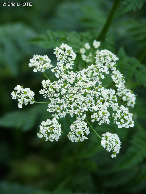  - Chaerophyllum aureum - 