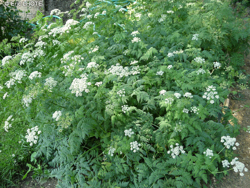 Apiaceae - Chaerophyllum aureum - Cerfeuil dor&eacute;