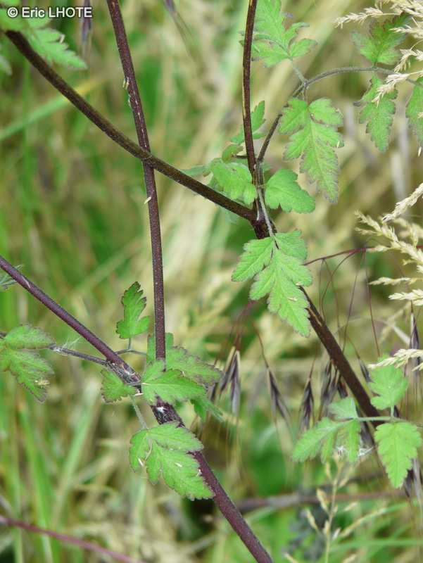  - Chaerophyllum temulum - 