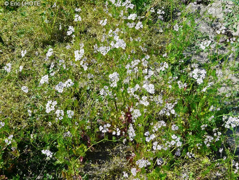  - Coriandrum sativum - 