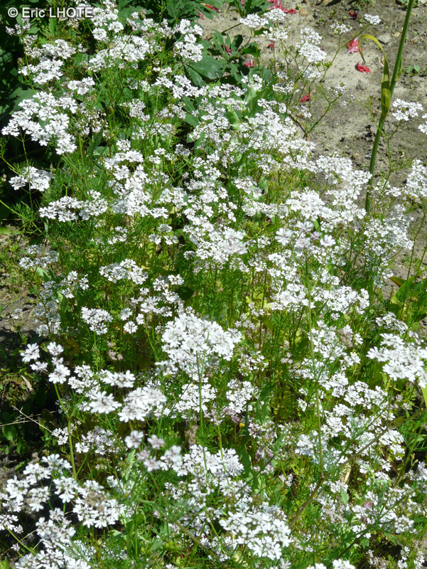  - Coriandrum sativum - 