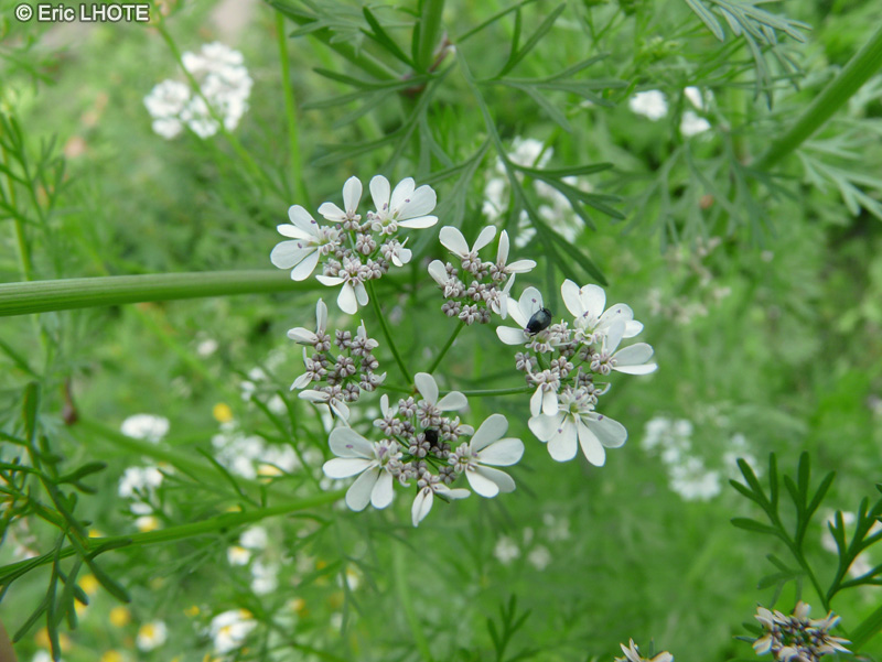  - Coriandrum sativum - 