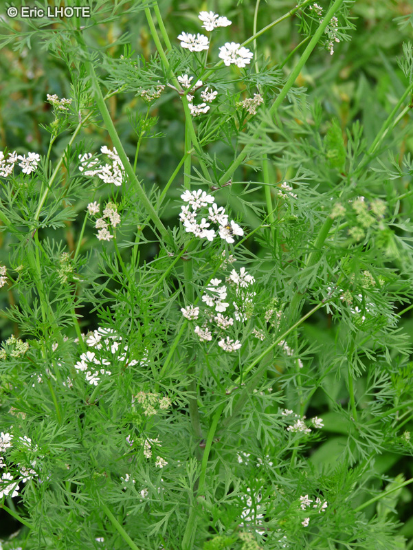  - Coriandrum sativum - 