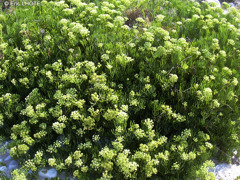  - Crithmum maritimum - 
