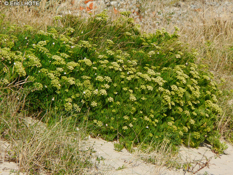  - Crithmum maritimum - 