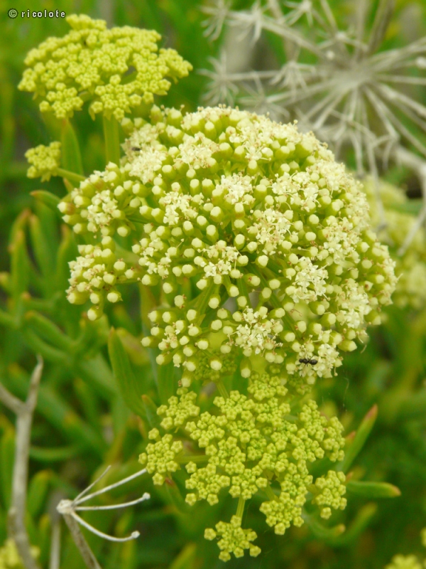  - Crithmum maritimum - 