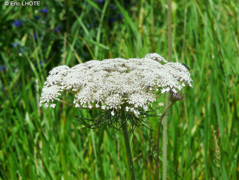  - Daucus carota - 