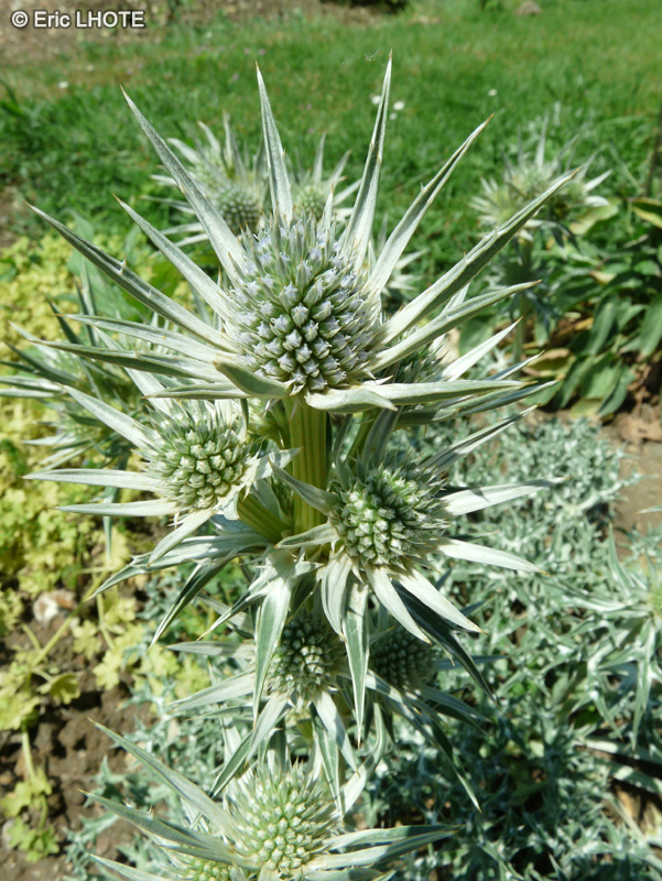  - Eryngium bourgatii - 