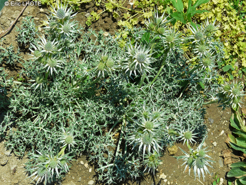  - Eryngium bourgatii - 
