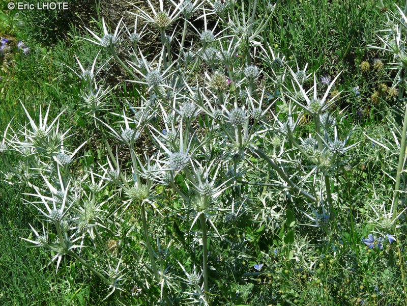Apiaceae - Eryngium bourgatii - Panicaut de bourgat, Panicaut des Pyr&eacute;n&eacute;es