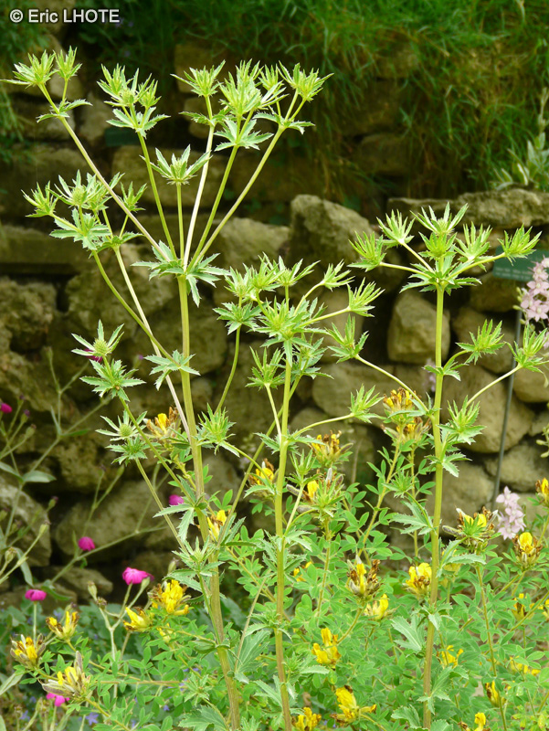  - Eryngium bourgatii ssp. heldreichii - 