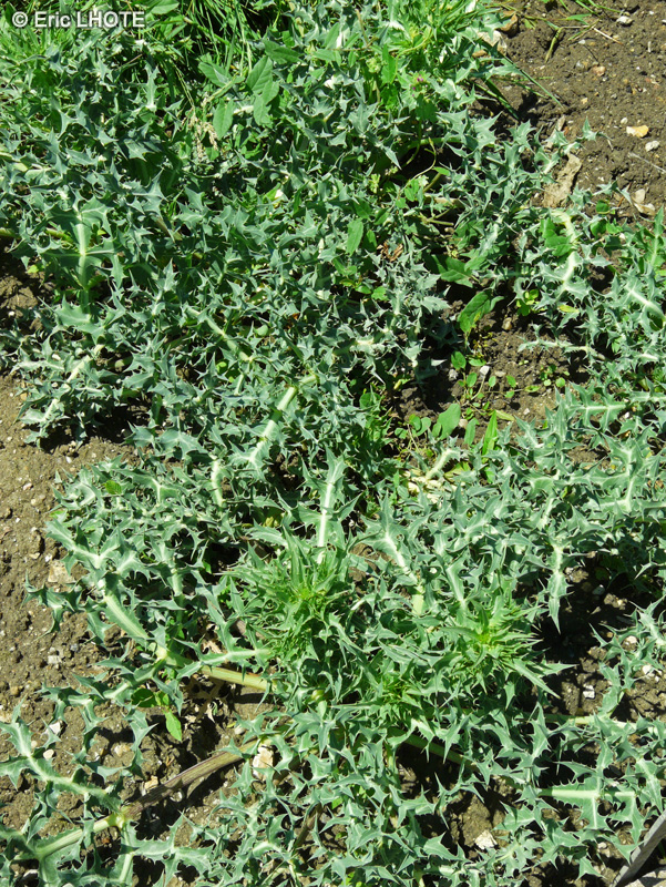  - Eryngium campestre - 