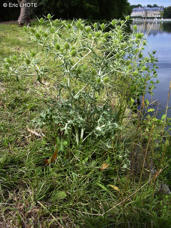 Apiaceae - Eryngium campestre - Panicaut des champs, Chardon-Roland, Chardon des champs, Erynge, Eryngion blanc, Barbe de ch&egrave;vre, Chardon &agrave; cent t&ecirc;tes, Echaussis
