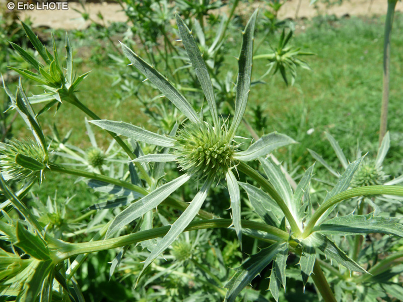  - Eryngium dichotomum - 