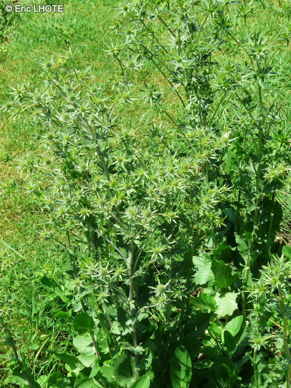 Apiaceae - Eryngium dichotomum - Eryngium dichotome