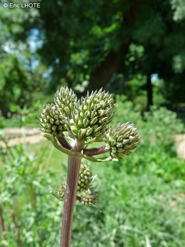  - Eryngium marocanum, Eryngium maroccanum - 
