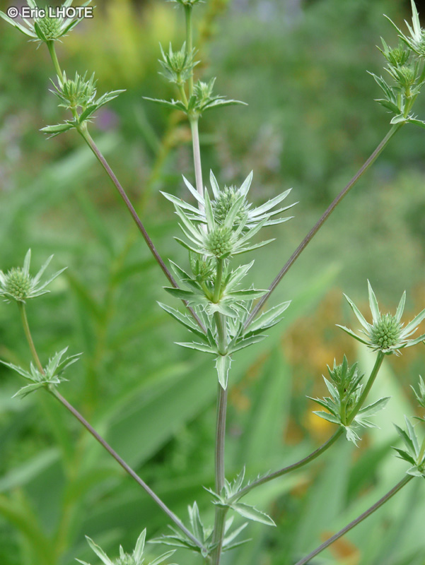  - Eryngium serbicum - 