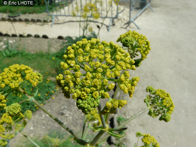  - Ferula communis, Ferula chiliantha - 