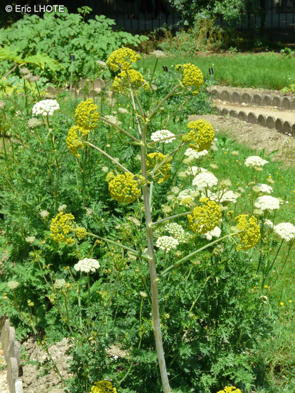  - Ferula communis, Ferula chiliantha - 