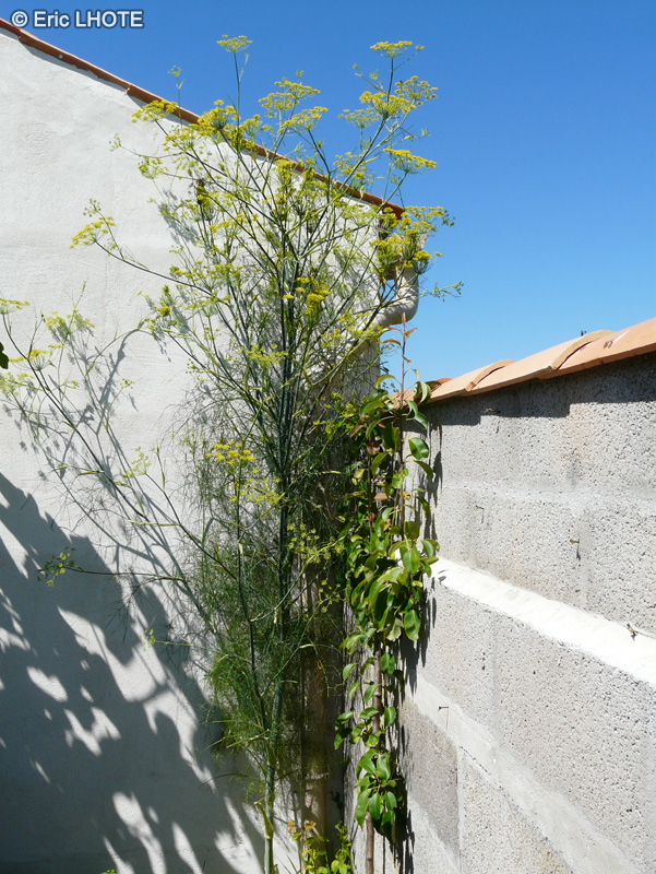  - Foeniculum vulgare - 