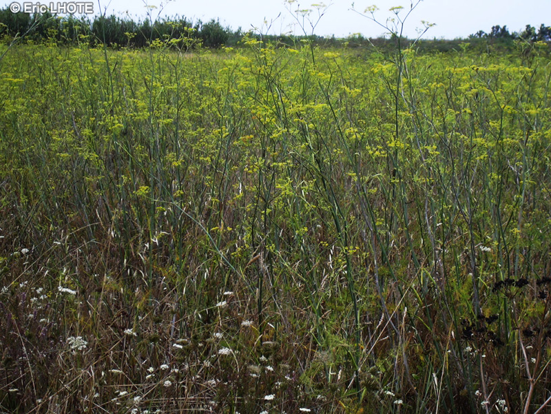 Apiaceae - Foeniculum vulgare - Fenouil commun