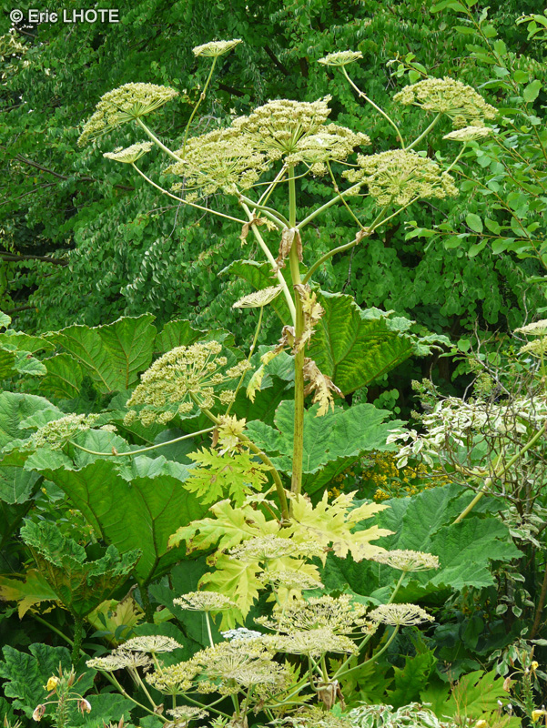 Apiaceae - Heracleum mantegazzianum - Berce du Caucase, Berce de Mantegazzi, Berce des pr&eacute;s, Berce g&eacute;ante