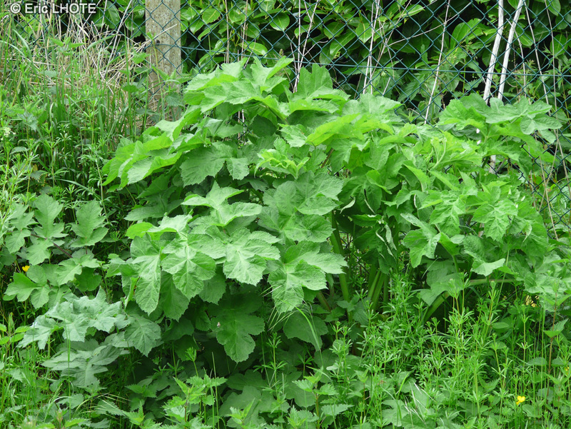  - Heracleum sphondylium - 