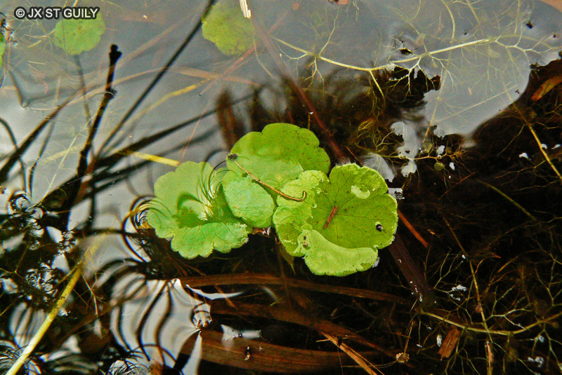 Apiaceae - Hydrocotyle vulgaris - Ecuelle d&rsquo;eau, Hydrocotyle commun