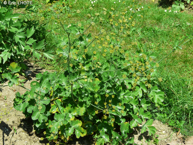 Apiaceae - Laser trilobum - Laser à trois lobes
