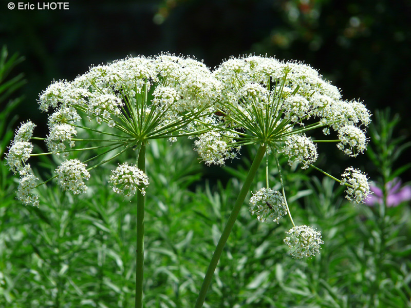 Apiaceae - Laserpitium siler - Sermontain, Laser siler