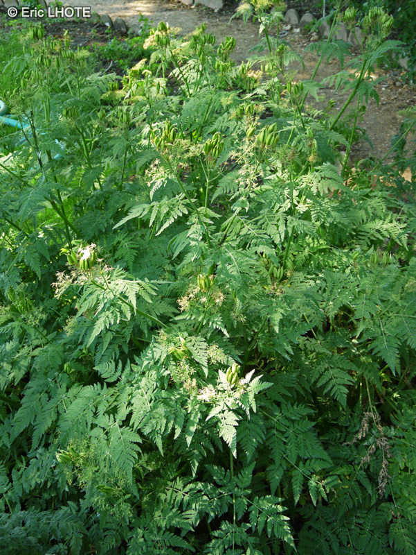 Apiaceae - Myrrhis odorata - Cerfeuil anis&eacute;, Cerfeuil musqu&eacute;, Cerfeuil perp&eacute;tuel, Cerfeuil d&rsquo;Espagne, Foug&egrave;re musqu&eacute;e
