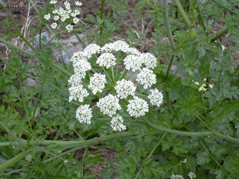  - Oenanthe crocata - 