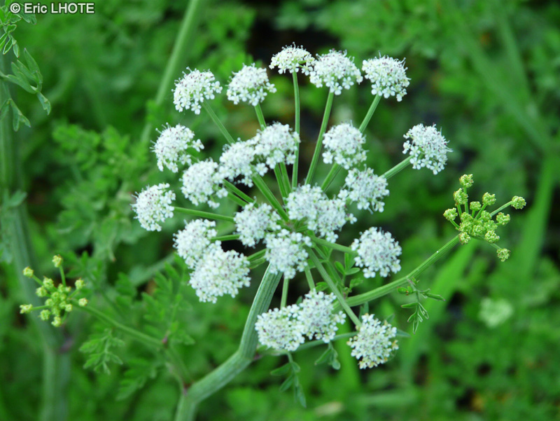 Apiaceae - Oenanthe crocata - Oenanthe safranée, Pansacre, Navet du diable