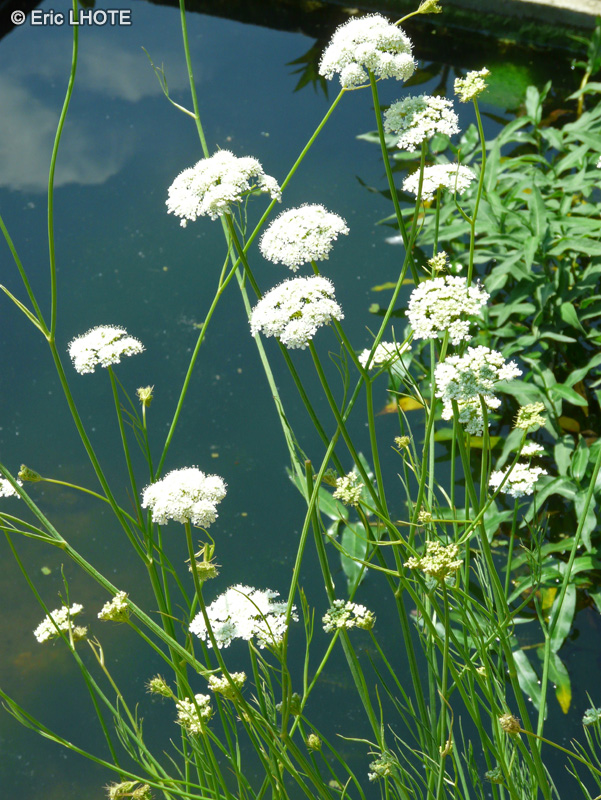  - Oenanthe pimpinelloides - 