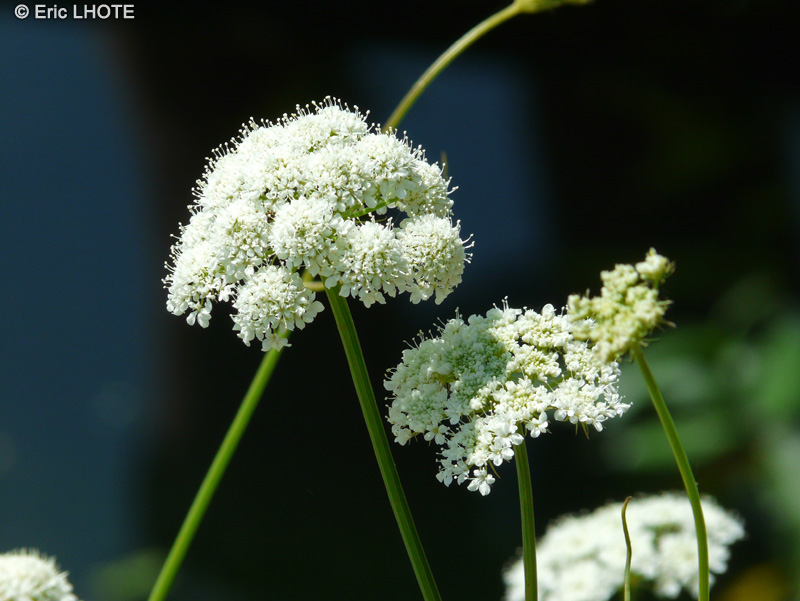  - Oenanthe pimpinelloides - 