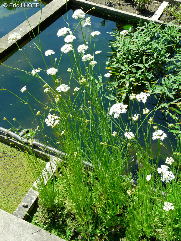  - Oenanthe pimpinelloides - 