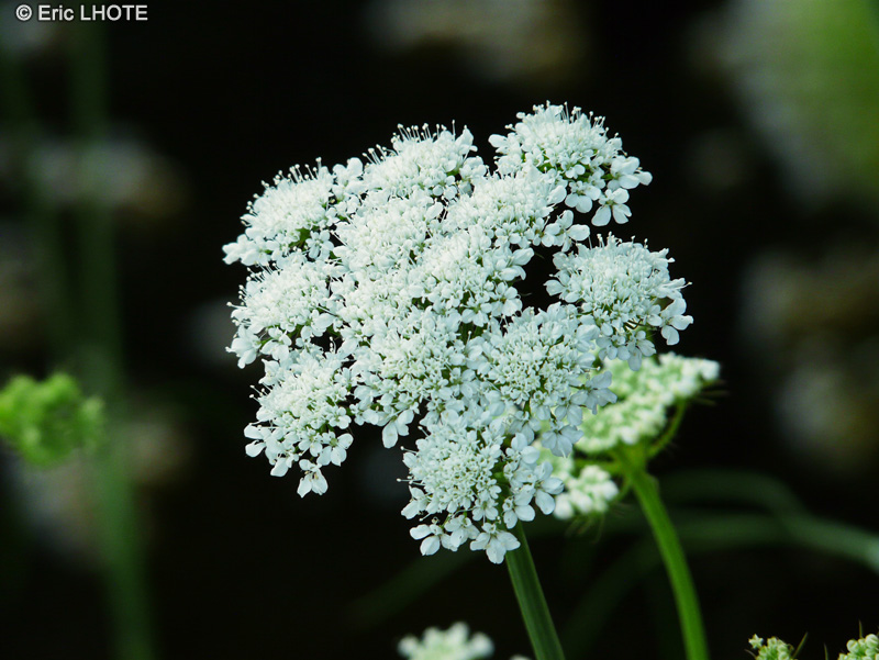 Apiaceae - Oenanthe pimpinelloides - Oenanthe faux boucage