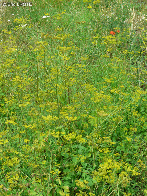 - Pastinaca sativa - 