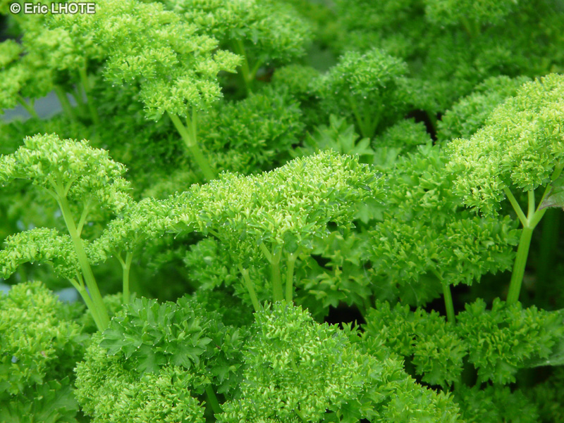  - Petroselinum crispum var. crispum - 