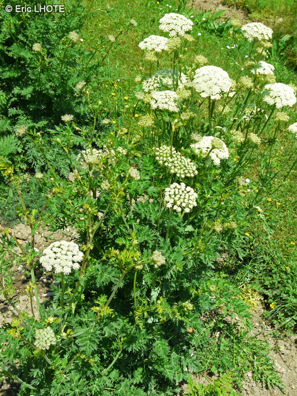 Apiaceae - Seseli libanotis - Persil de montagne, Libanotis de montagne
